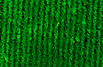 Normalized Density Vegitation Index generated using remote sensing date form and multispectral Unmanned Aerial Vehicle UAV. Credit: Danno Peters